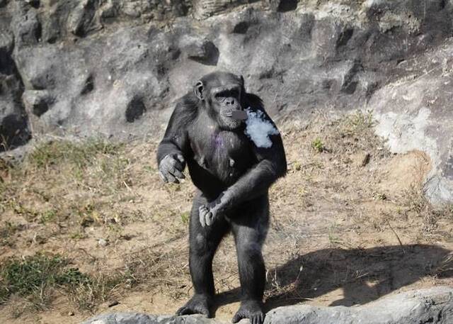 朝鲜首都平壤动物园新明星黑猩猩“杜鹃花”每日吸一包烟