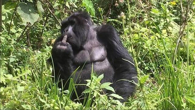 不满用膳雅兴受扰 非洲国家乌干达丛林大猩猩竖中指放巨响屁抗议