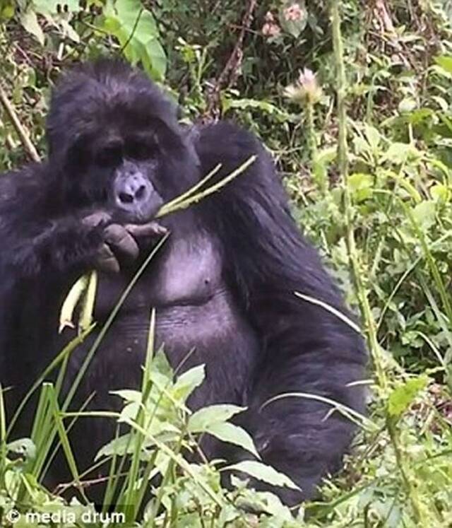 不满用膳雅兴受扰 非洲国家乌干达丛林大猩猩竖中指放巨响屁抗议
