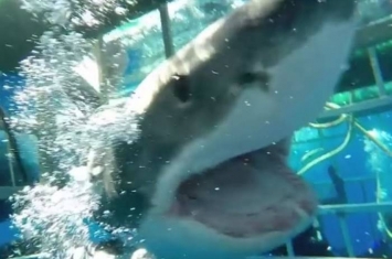 墨西哥瓜达卢佩再有鲨鱼袭击 美国潜水员险成点心