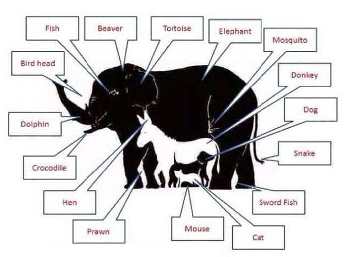 这张图内据说有16种动物 你能找出来吗？