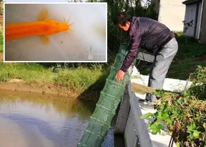 江苏南通启东市近海镇捕获极为罕见的金色泥鳅