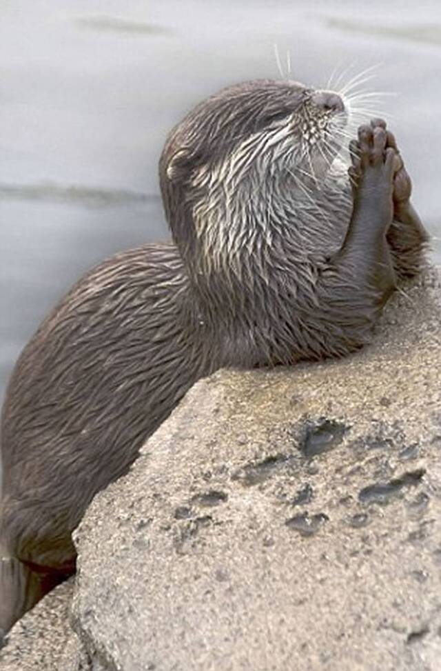 向上天祈祷？荷兰埃门动物园一只水獭竟懂得双手合十