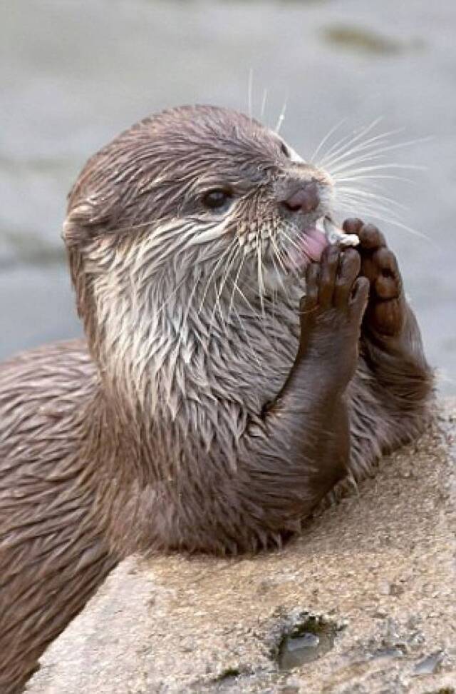 向上天祈祷？荷兰埃门动物园一只水獭竟懂得双手合十