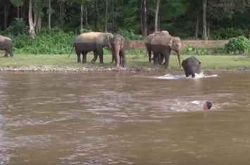 泰国大象自然公园保育员落水遇险 小象成功施救