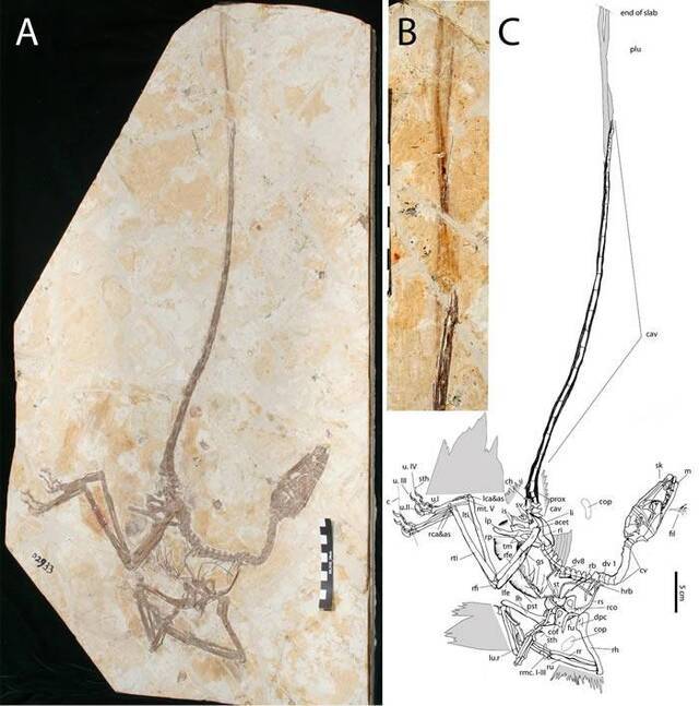 中国辽宁出土的白垩纪有羽小恐龙“舞龙”填补从恐龙进化到鸟类的化石证据空白