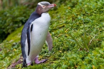 新西兰年度鸟类比赛结果出炉 冠军由不爱交际兼濒危绝种的黄眼企鹅（Hoiho）夺得