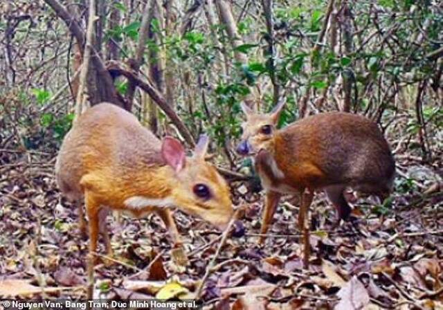 已消失30年的银背鼷鹿（越南鼷鹿/银背麝香鹿）在越南被重新发现