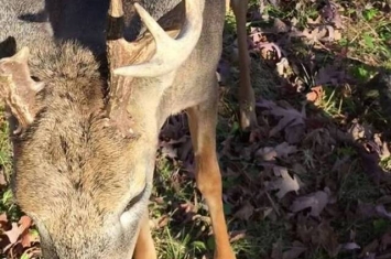 美国威斯康辛州森林公鹿向猎人示好 逃过被杀一劫