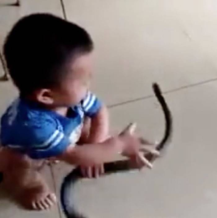 广东2岁男童抓起大蛇当玩具