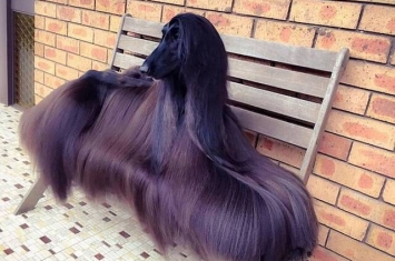 世界上最漂亮的狗：澳洲一只阿富汗猎犬Tea长发飘飘网络爆红