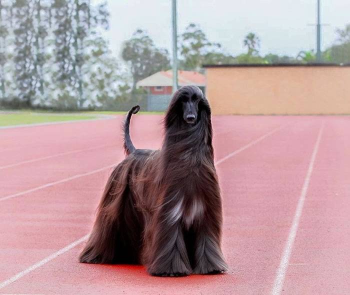 世界上最漂亮的狗：澳洲一只阿富汗猎犬Tea长发飘飘网络爆红