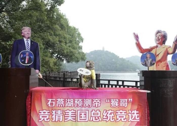 中国长沙石燕湖“预测帝”猴哥Geda预测特朗普赢美国总统大选