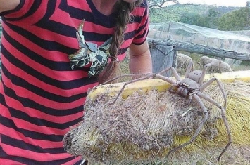 澳洲昆士兰州农场收养一只差点被人杀死的巨型蜘蛛“猎人蛛”