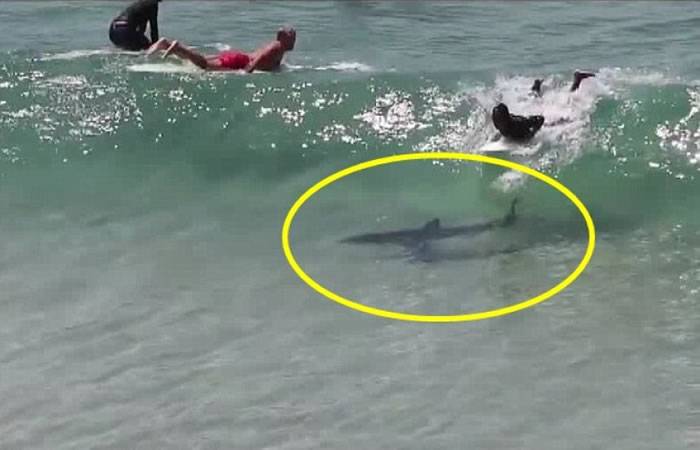 澳洲新南威尔士拜伦贝湾一群冲浪者完全不知道巨大鲨鱼正徘徊在旁边