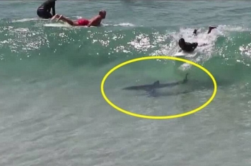 澳洲新南威尔士拜伦贝湾一群冲浪者完全不知道巨大鲨鱼正徘徊在旁边