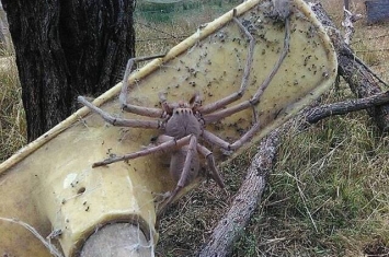 澳洲昆士兰省频频出现巨型蜘蛛
