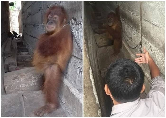印尼苏门答腊一只红毛猩猩宝宝惨被铁链拴在两栋建筑物狭缝中长达一年