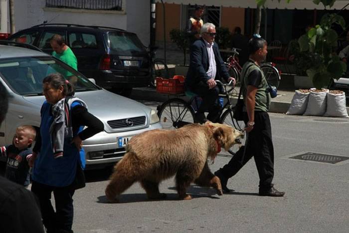 阿尔巴尼亚人喜欢遛熊