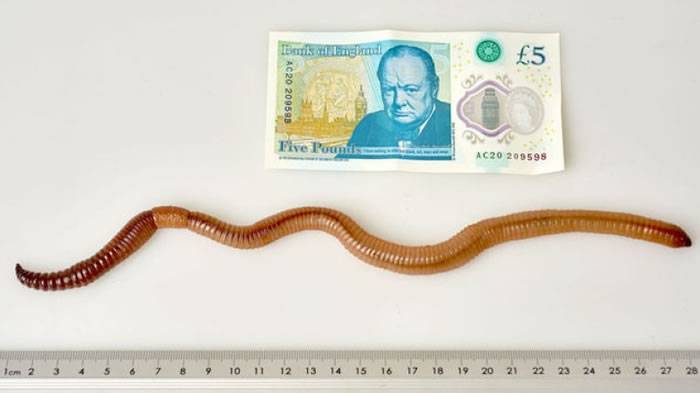 英国柴郡居民家中菜园出土40厘米长蚯蚓