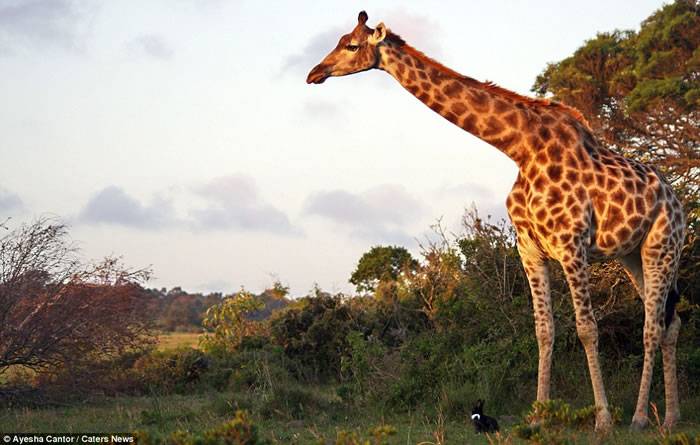 南非摄影师游公园拍下长颈鹿兔子友好一幕