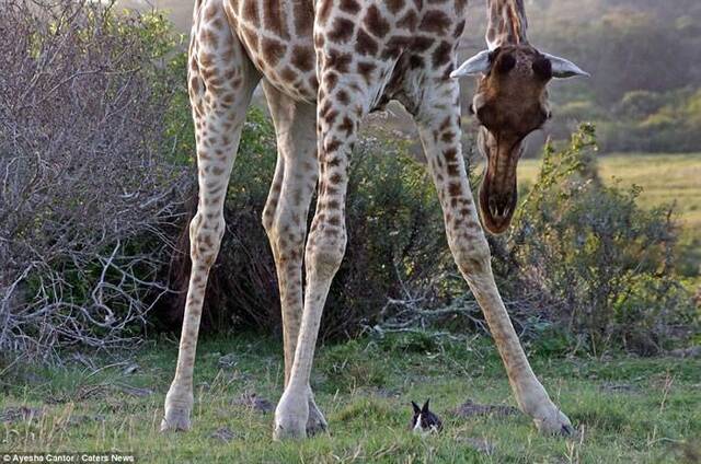 南非摄影师游公园拍下长颈鹿兔子友好一幕