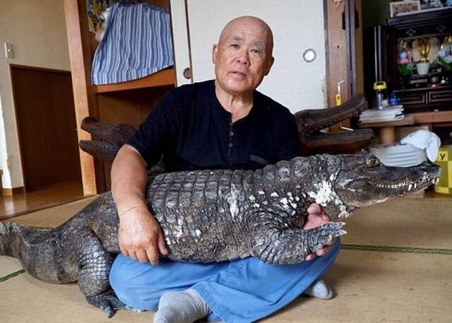 日本广岛老翁饲养南美短吻鳄为伴34年