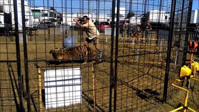 美国佛罗里达州女驯兽师表演时遭老虎咬脚拖行