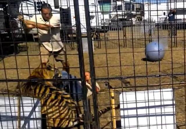 美国佛罗里达州女驯兽师表演时遭老虎咬脚拖行