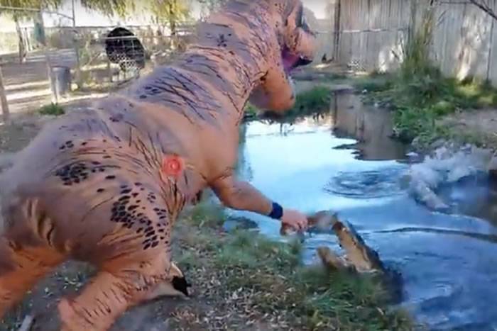 美国科罗拉多州爬虫动物园工作人员打扮成暴龙挑逗鳄鱼