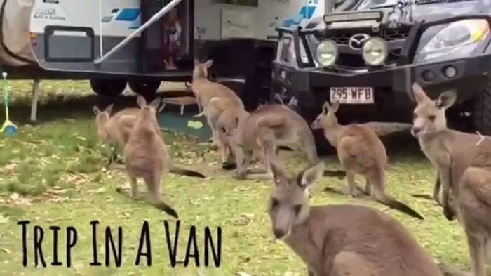 澳洲家庭开车露营遇到一只热情袋鼠参与 回头打开车门发现来了一大群排队等入场