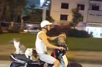 越南河内男子摩托车上载着4只淡定猫