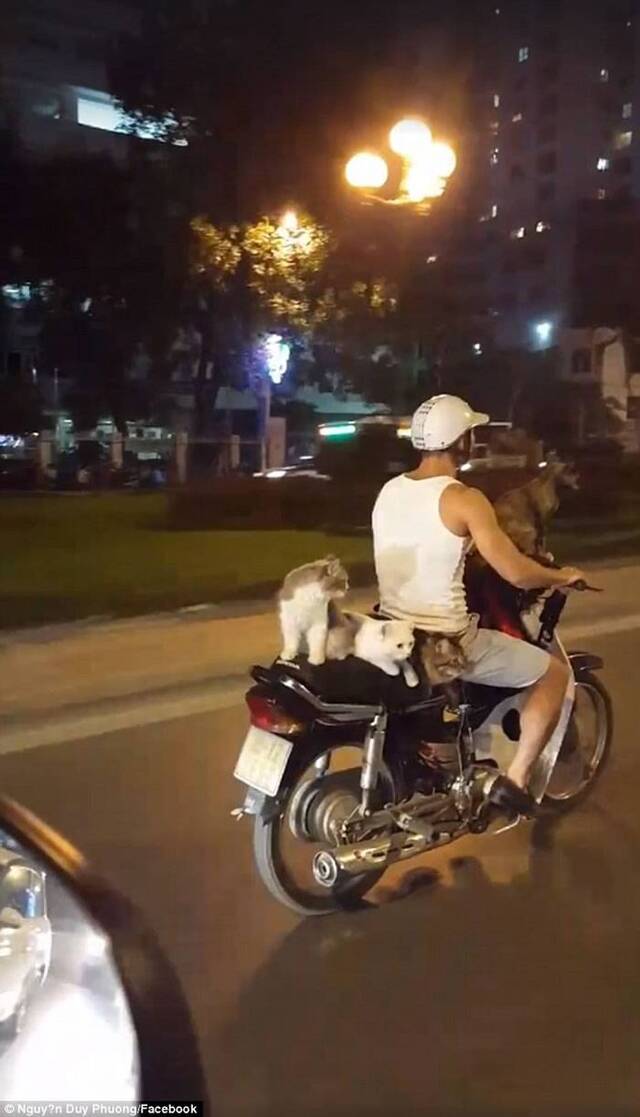越南河内男子摩托车上载着4只淡定猫