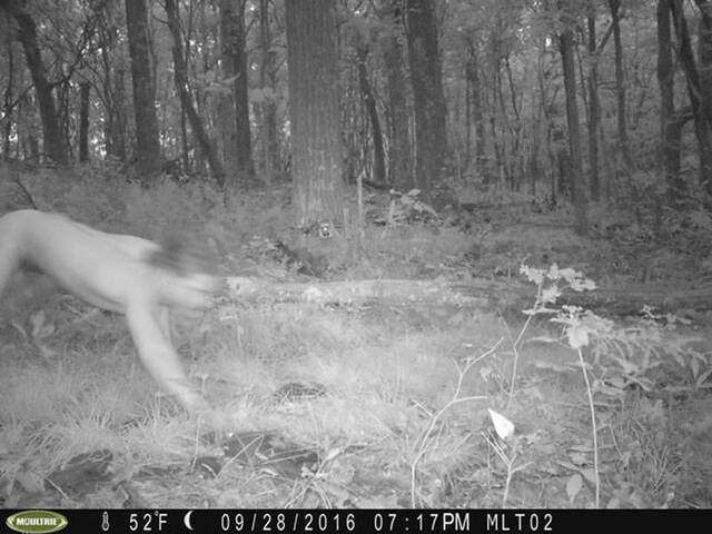 美国动物学家Marcella Kelly透过固定式摄影机在森林拍到全裸野人？