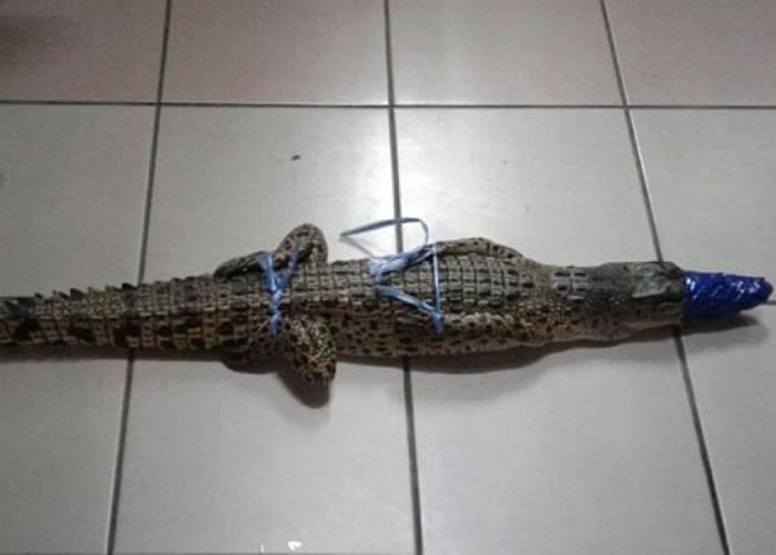 马来西亚小鳄鱼误闯民居遭五花大绑生擒