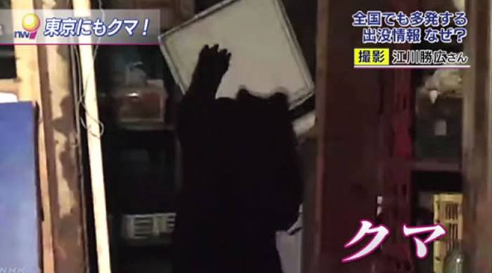 日本东京餐饮店店长深夜发现有小偷 上前发现竟然是一只熊