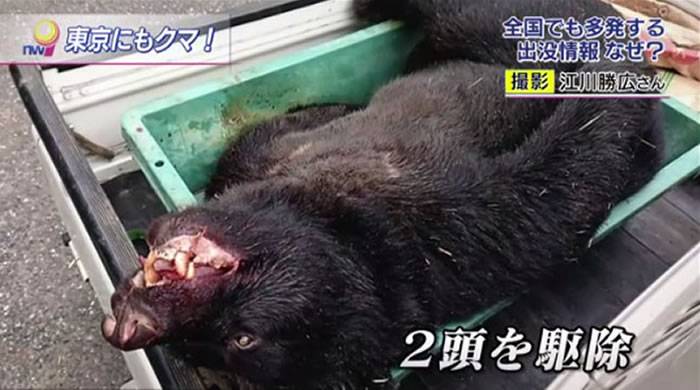 日本东京餐饮店店长深夜发现有小偷 上前发现竟然是一只熊