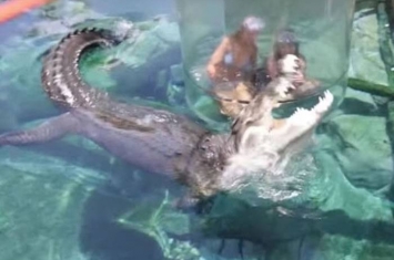 澳洲北领地达尔文巿鳄鱼观赏池设升降圆筒 让游客近距离接触