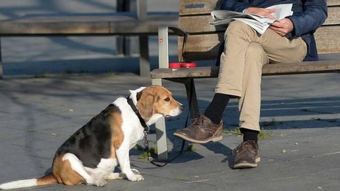 西班牙小镇打造狗的DNA资料库 方便逮到让爱犬在街道乱大便的饲主