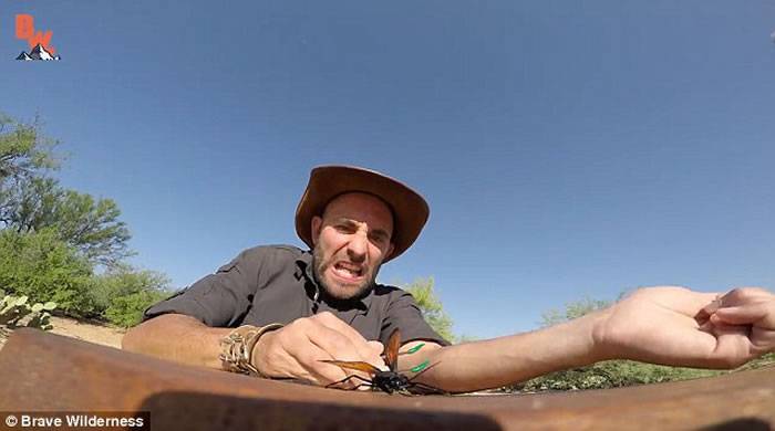 美国野外探险家Coyote Peterson挑战被食蛛鹰蜂螫 痛得滚地大叫