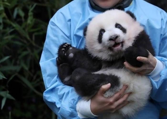 比利时布吕热莱特市天堂动物园正式为今年8月出生的大熊猫命名：“宝弟”和“宝妹”