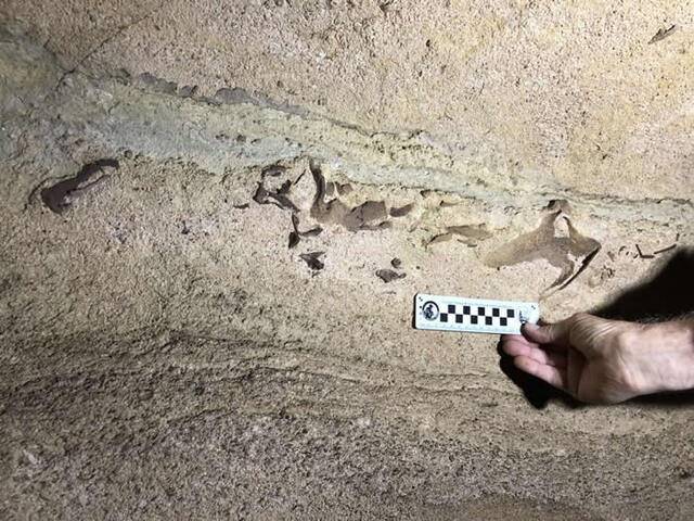 美国肯塔基州猛犸洞国家公园3.3亿年历史洞穴惊现巨型鲨鱼Saivodus Striatus化石
