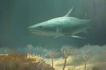 美国肯塔基州马默斯洞穴国家公园发现3.3亿年前鲨鱼Saivodus Striatus化石