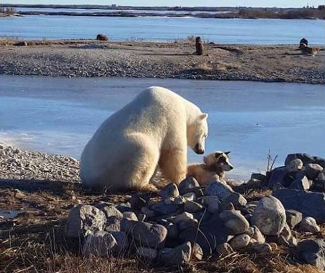 北极熊伸出前掌温柔地摸哈士奇的头