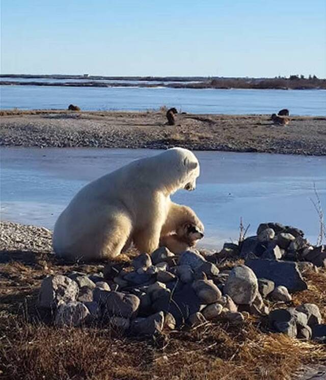 北极熊伸出前掌温柔地摸哈士奇的头