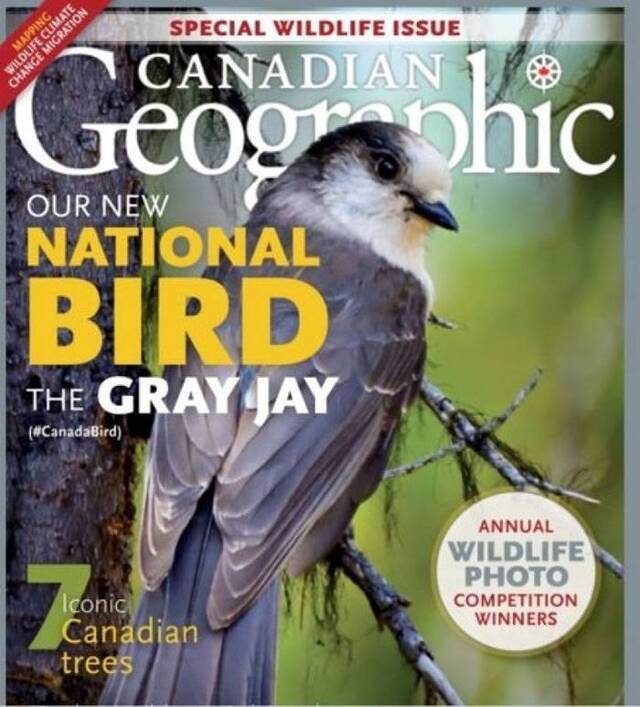 灰噪鸦爆冷成为国鸟 加拿大人惊讶“我不知道灰噪鸦是什么鸟”