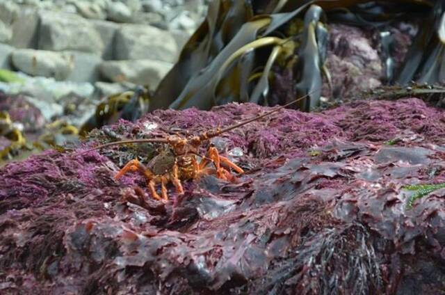 地震令新西兰海床拱起 黑金鲍和龙虾大量浮出水面
