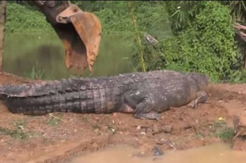 斯里兰卡一条长达5米的巨鳄被困于水道中