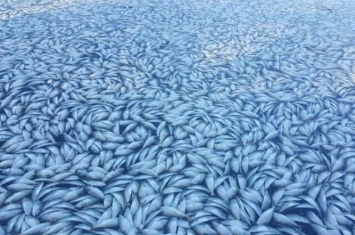 美国纽约大量鱼群离奇死亡 疑是被饥饿“蓝鱼”追逐