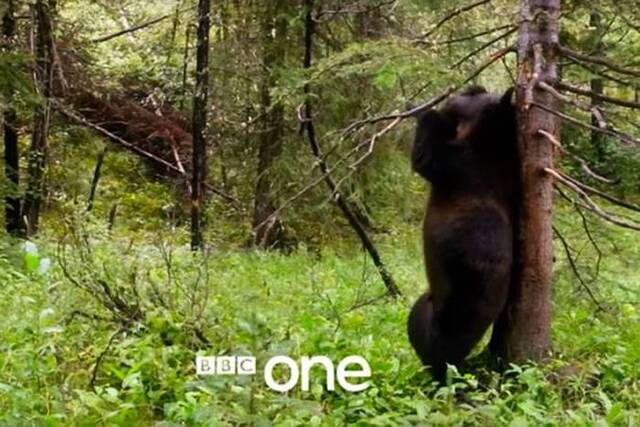 BBC行星地球（地球脉动）II：加拿大洛基山森林灰熊经过大树时忽然跳起“钢管舞”